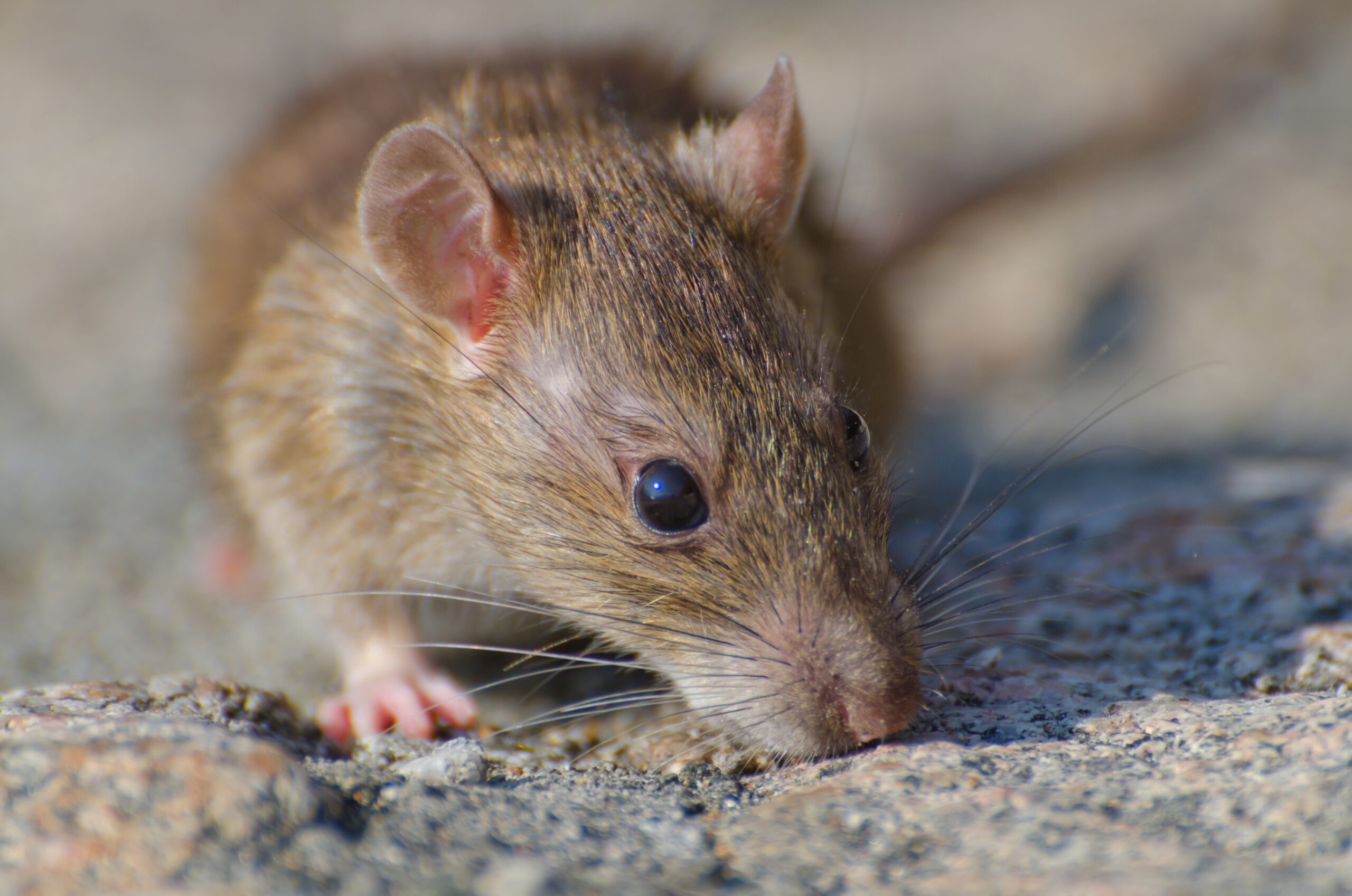 Rodent Control Services in Teaneck, NJ: What You Need to Know