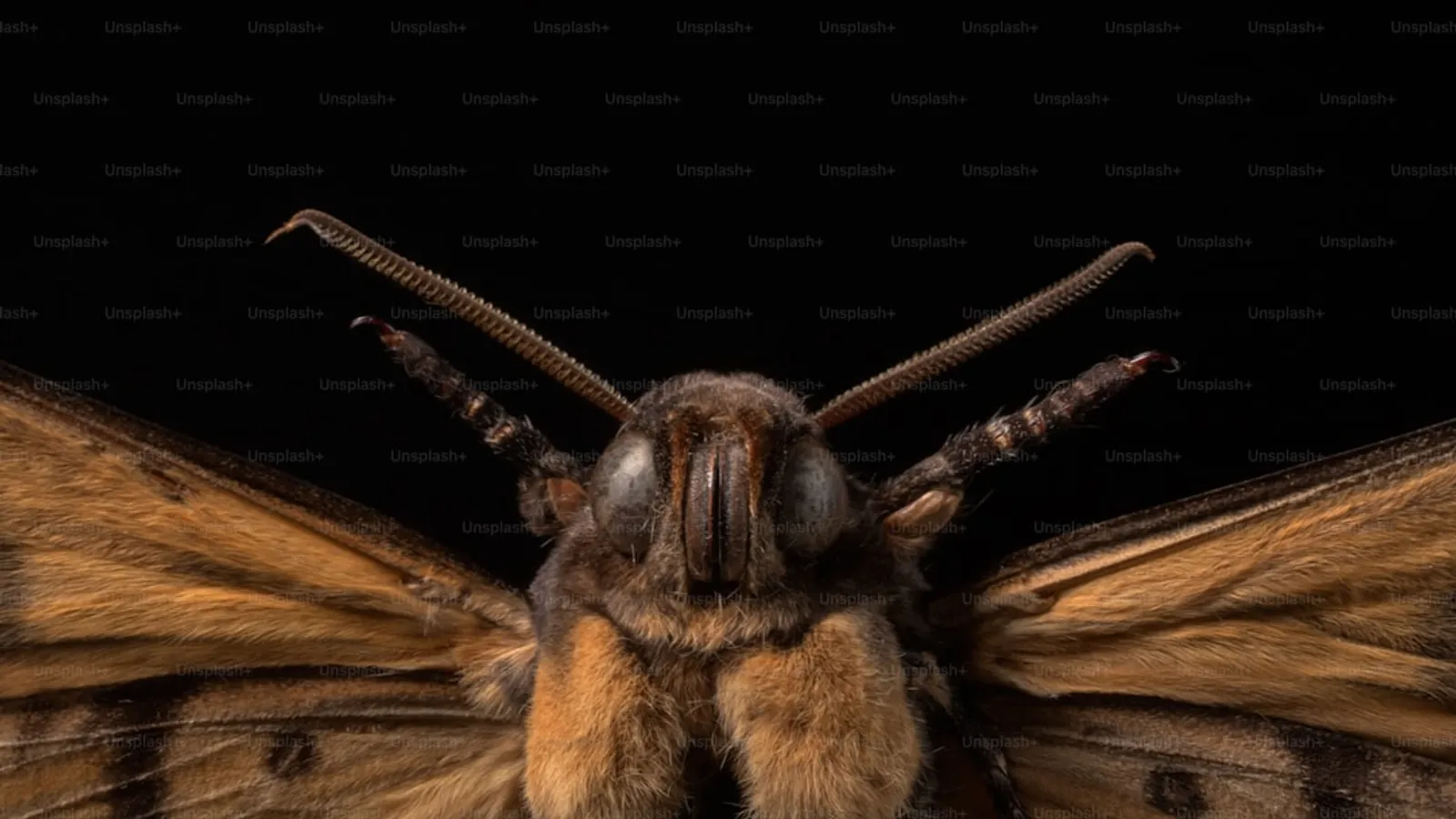 Affordable Pest Control Services