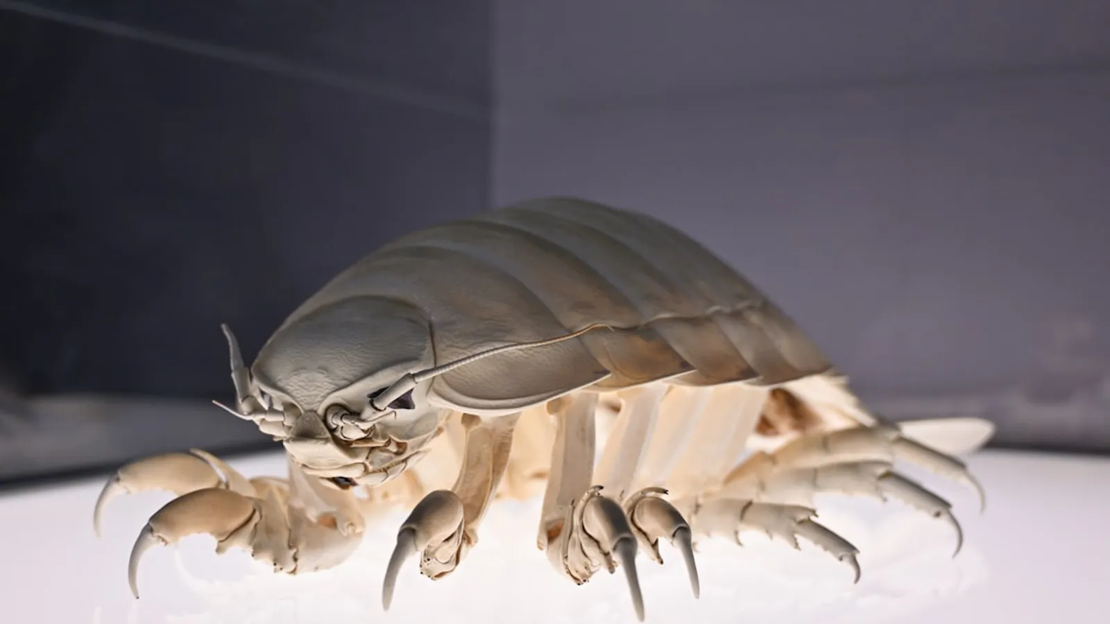 Protect Your Property From Pests