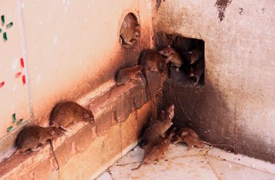 Protect Your Property From Rats