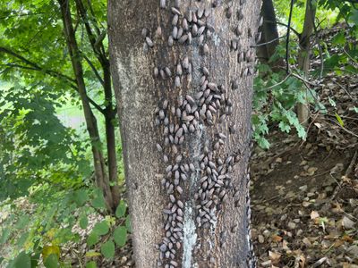 Safe and Effective Spotted Lanternfly Control Solutions