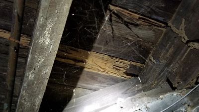 Get Rid of Termites Today